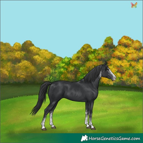 Horse Color:White Spotted Black 