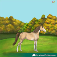 Horse Color:White Spotted Amber Cream Champagne
