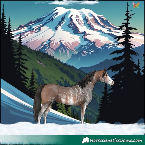 Horse Color:White Spotted Bay 