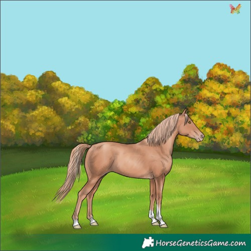 Horse Color:Gold Champagne Tobiano