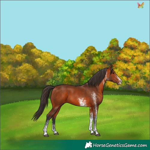 Horse Color:White Spotted Bay 