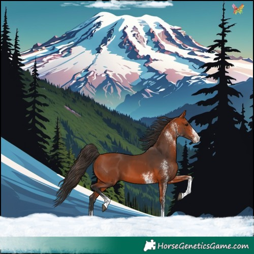 Horse Color:White Spotted Bay