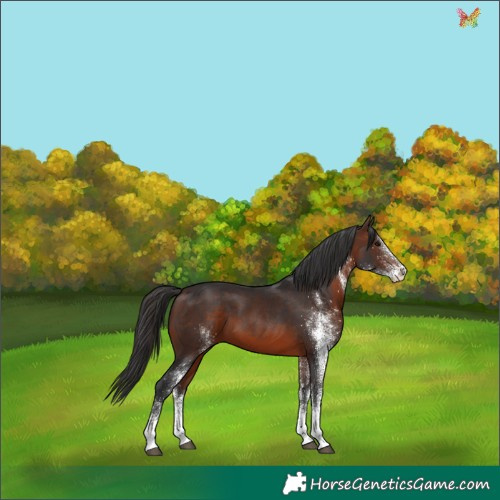 Horse Color:White Spotted Brown 