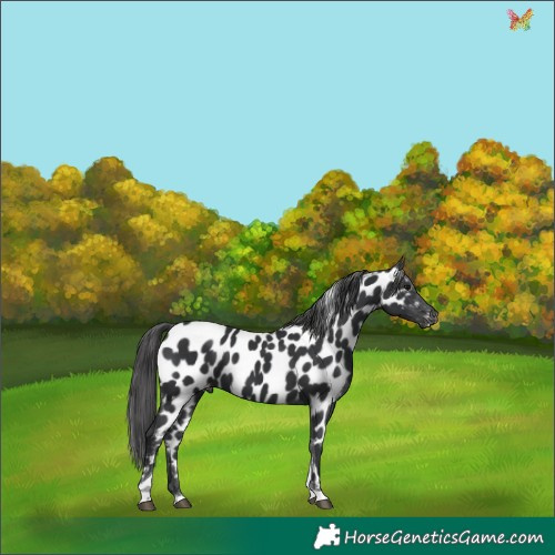 Horse Color:Black Tobiano Appaloosa 