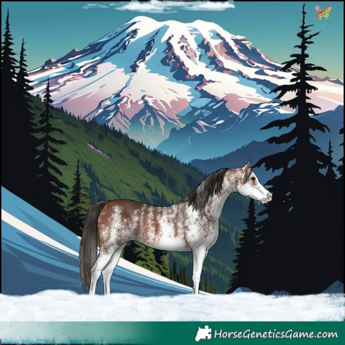 Horse Color:White Spotted Bay Splash 