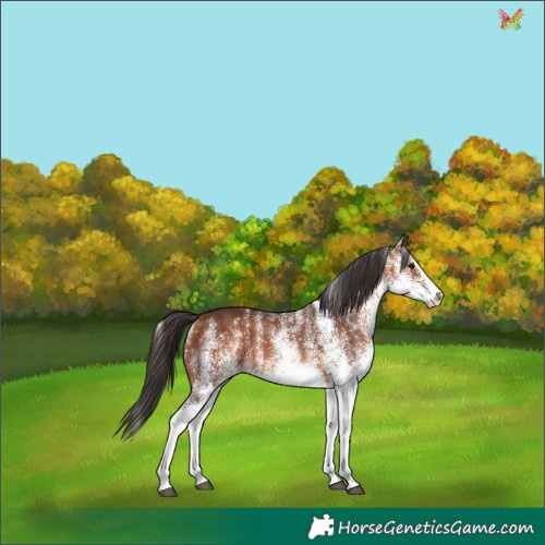 Horse Color:White Spotted Bay Splash