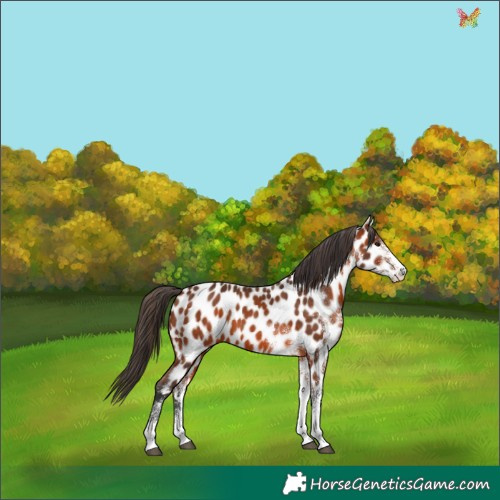 Horse Color:White Spotted Bay Appaloosa