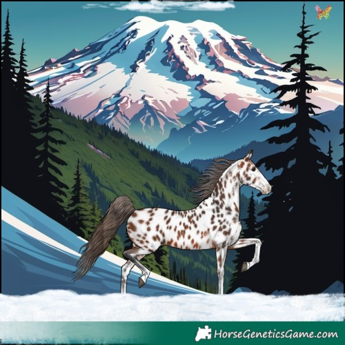 Horse Color:White Spotted Bay Near Leopard 