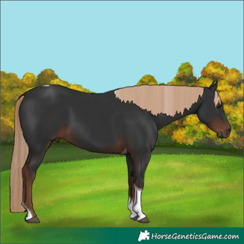 Horse Color:Liver Chestnut Tobiano
