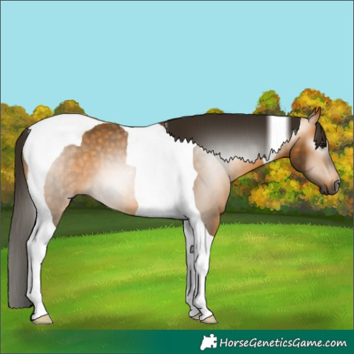 Horse Color:Gray Buckskin Tobiano