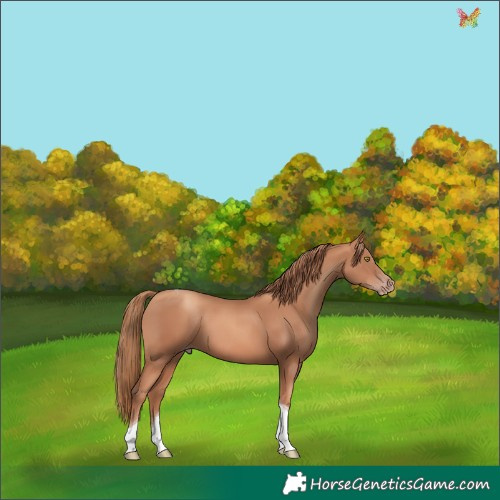 Horse Color:Gold Champagne Tobiano 
