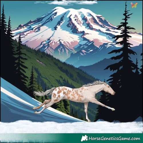 Horse Color:Gold Champagne Tobiano Appaloosa 