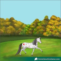 Horse Color:Bay Roan Tobiano Appaloosa Rabicano
