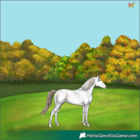 Horse Color:White Spotted Sable Cream Champagne Sabino Appaloosa