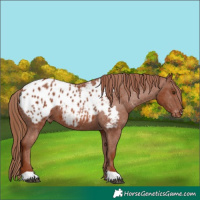 Horse Color:Chestnut Appaloosa 