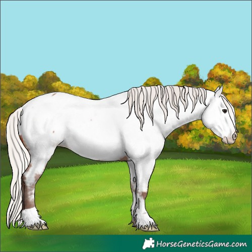 Horse Color:Silver Bay Near Fewspot 