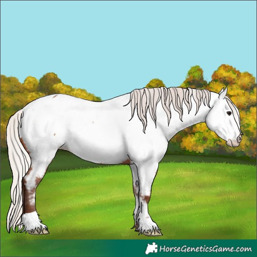 Horse Color:Silver Bay Appaloosa 