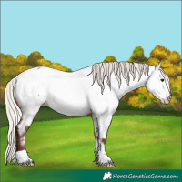 Horse Color:Silver Bay Appaloosa 