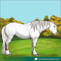 Horse Color:Silver Bay Appaloosa 