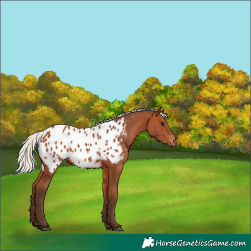 Horse Color:Silver Bay Appaloosa 