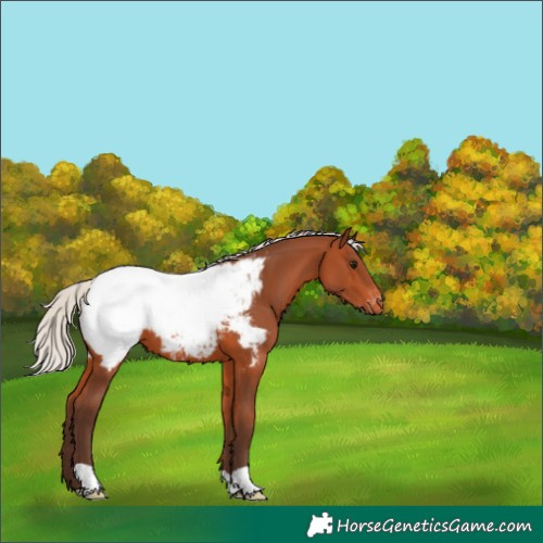 Horse Color:Silver Bay Appaloosa 