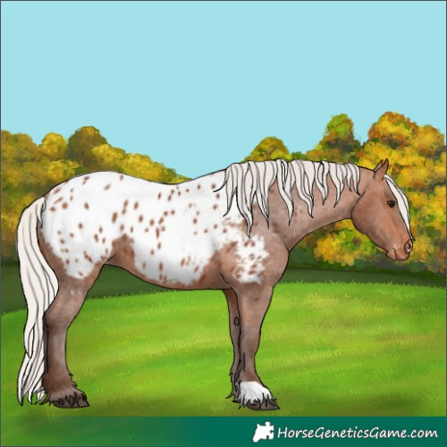 Horse Color:Silver Bay Appaloosa 