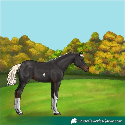 Horse Color:Liver Chestnut Mushroom Tobiano 
