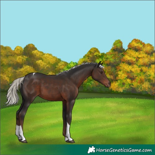 Horse Color:Liver Chestnut Mushroom Tobiano 