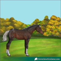 Horse Color:Liver Chestnut Mushroom Tobiano 