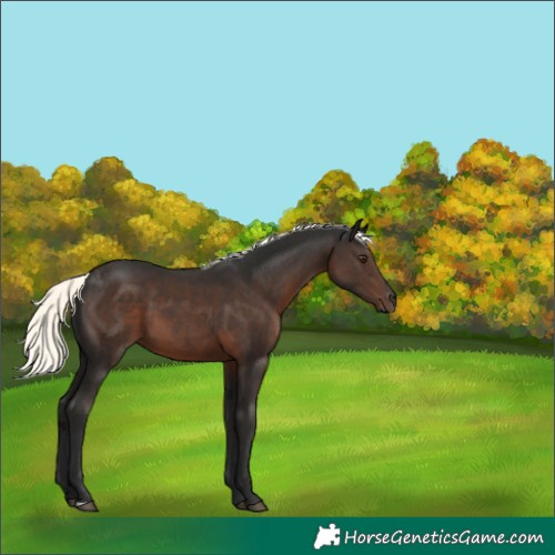 Horse Color:Liver Chestnut Mushroom 