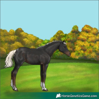 Horse Color:Liver Chestnut Mushroom Tobiano