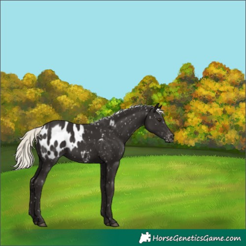 Horse Color:Liver Chestnut Mushroom Appaloosa 