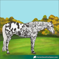 Horse Color:Liver Chestnut Mushroom Appaloosa 