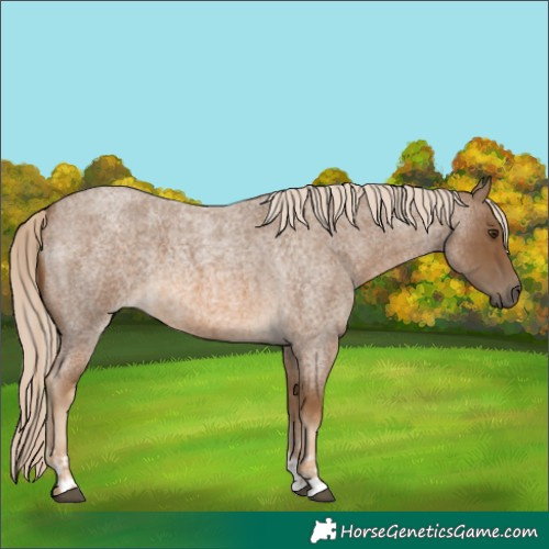 Horse Color:Chocolate Palomino Roan  and Chocolate Palomino Roan 