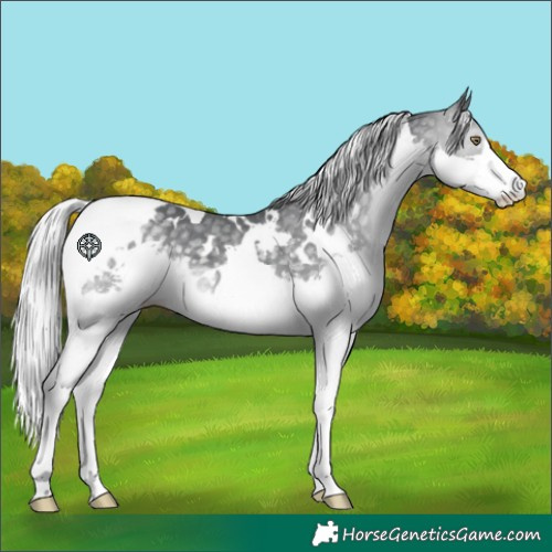 Horse Color:White Spotted Silver Black Chinchilla Splash Tobiano 