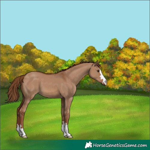 Horse Color:Red Dun 