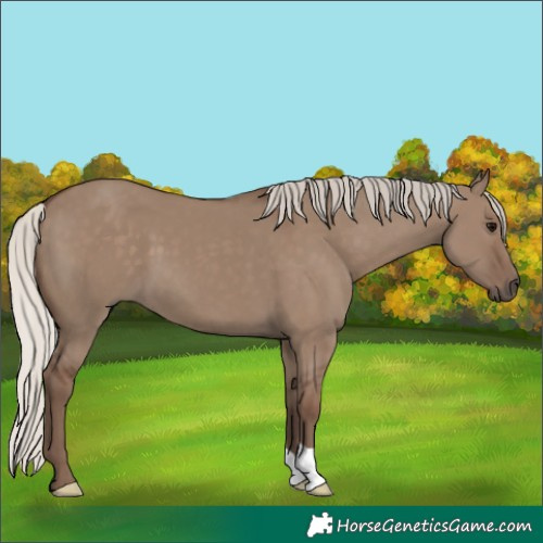 Horse Color:Silver Grullo 