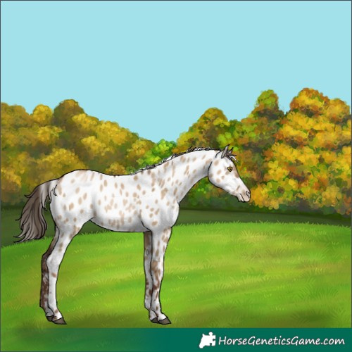 Horse Color:Gray Liver Red Dun Pearl Leopard 