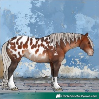 Horse Color:Silver Brown Appaloosa 