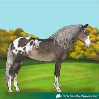 Horse Color:Silver Smoky Black Blanket