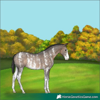 Horse Color:Brown Dun Sabino Appaloosa Rabicano 