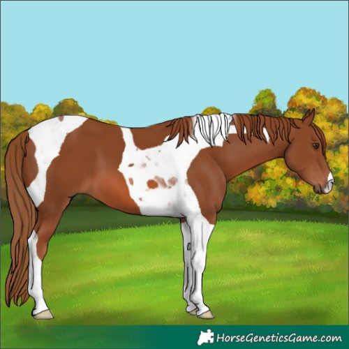Horse Color:Chestnut Tobiano 