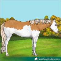 Horse Color:Palomino Splash 