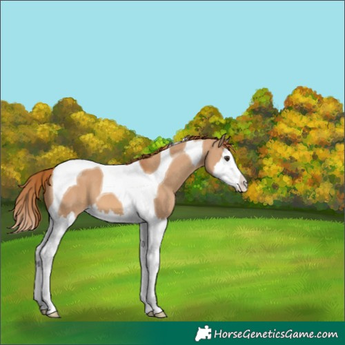 Horse Color:Red Dun Splash Tobiano 
