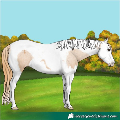 Horse Color:Chestnut Splash Tobiano Varnish 