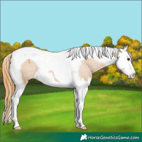 Horse Color:Chestnut Splash Tobiano Varnish 
