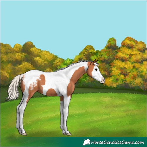 Horse Color:Silver Bay Splash Tobiano Blanket 