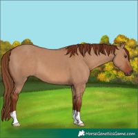 Horse Color:Red Dun 