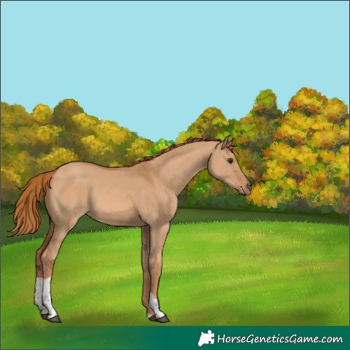 Horse Color:Red Dun Tobiano 