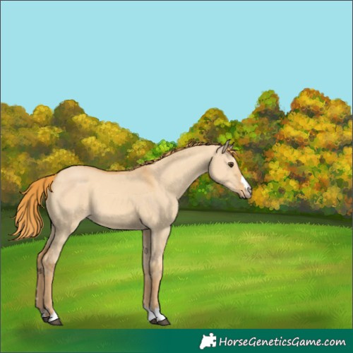 Horse Color:Red Dun 